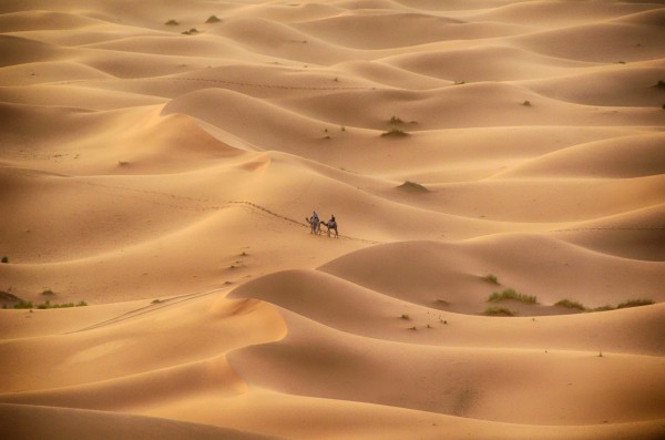 Walking camels. red sand dunes, Sahara Desert, Morocco