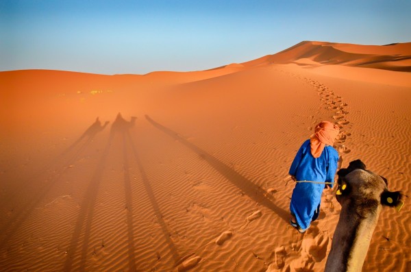 Camels shadows, red sand dunes, Sahara Desert, Morocco