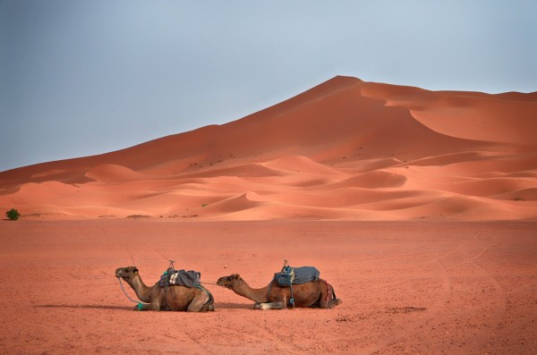 Camels sitting, sand dunes, Sahara Desert, Morocco