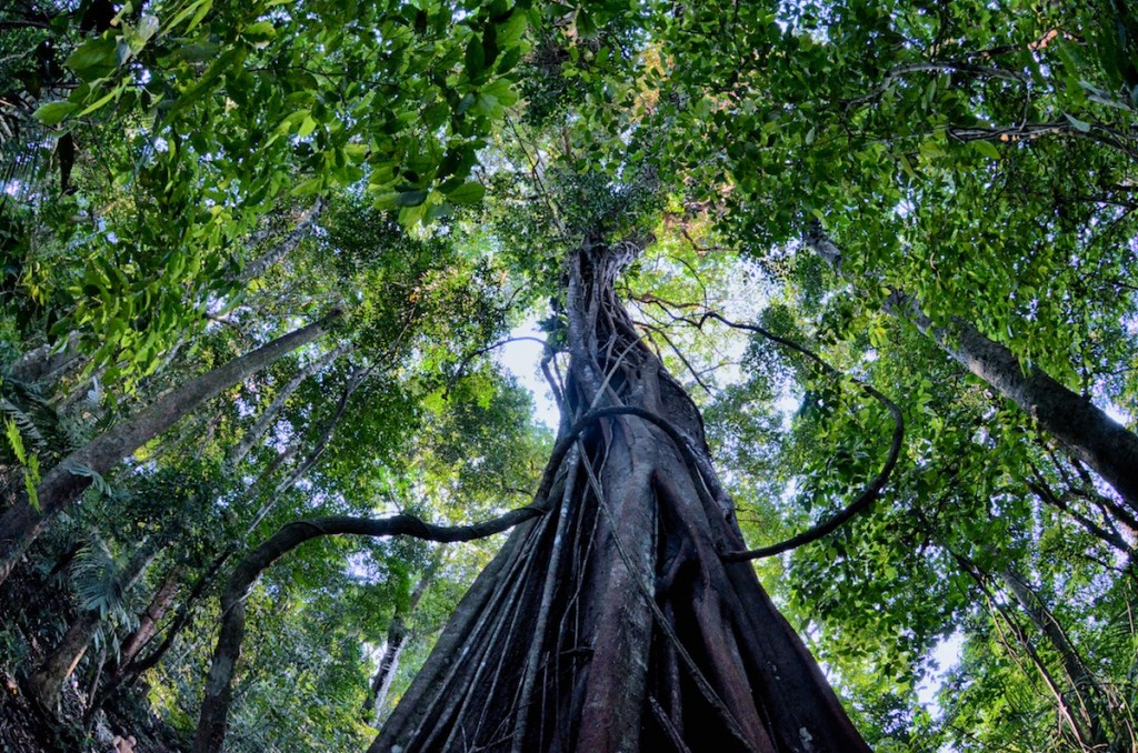 Reach for the sky