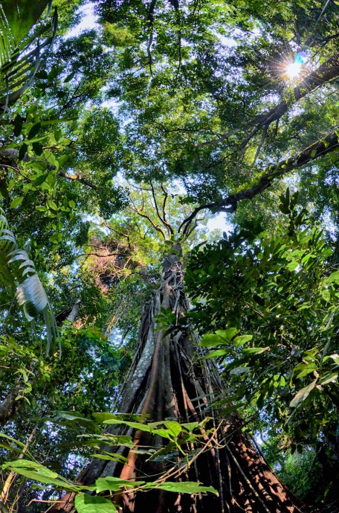 Sparkling green canopy