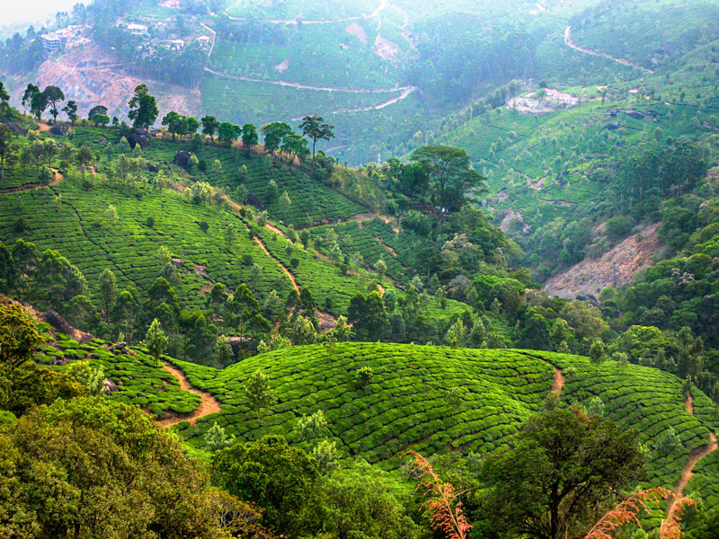 munnar-kerala-india-tea-plantations